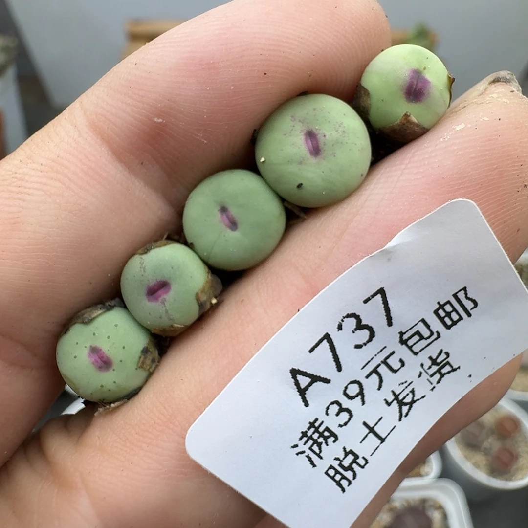 737多肉哈哈哈哈哈哈哈