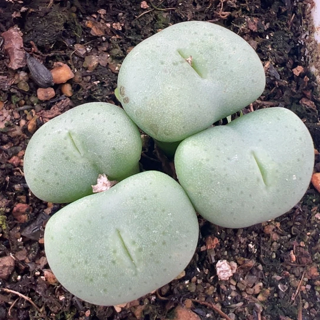 12.6好看的多肉脱土发货275