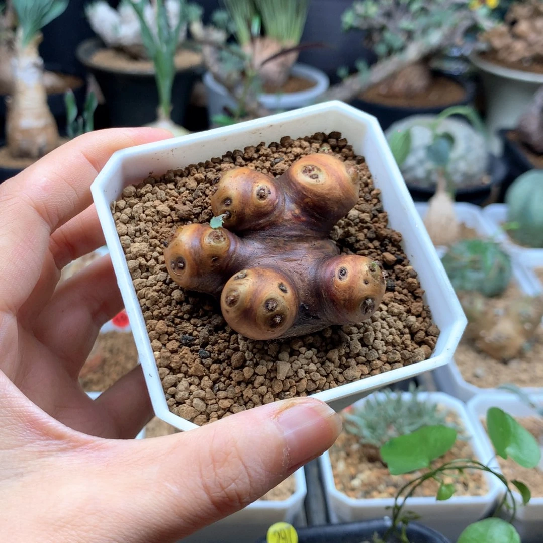 M***s产地格加厚敦菊带盆