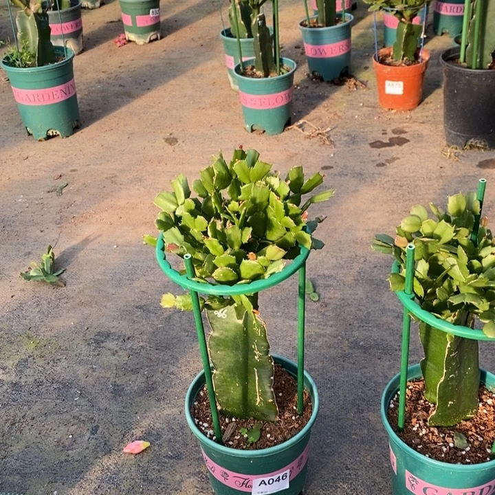 大部分花苞少量开放046嫁接066