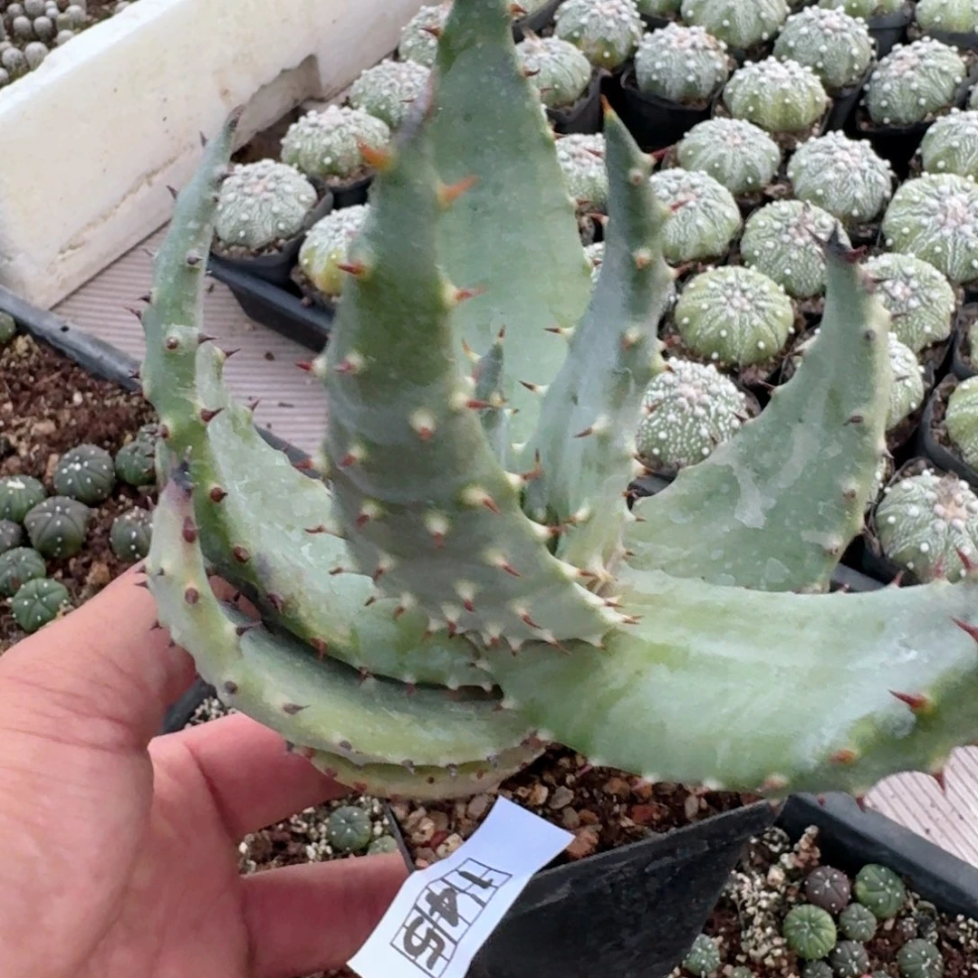 145王刺锦芦荟脱土发货