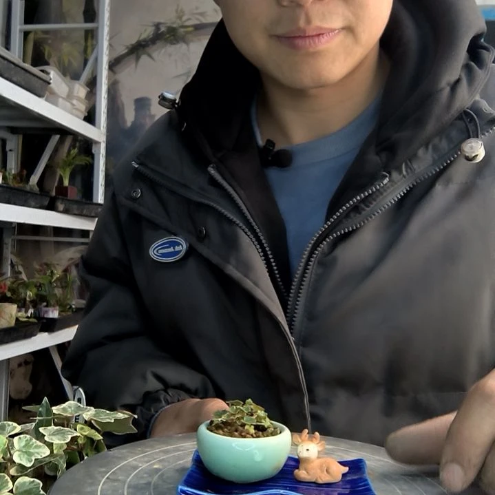 半*果小盆景小植物一物一拍208