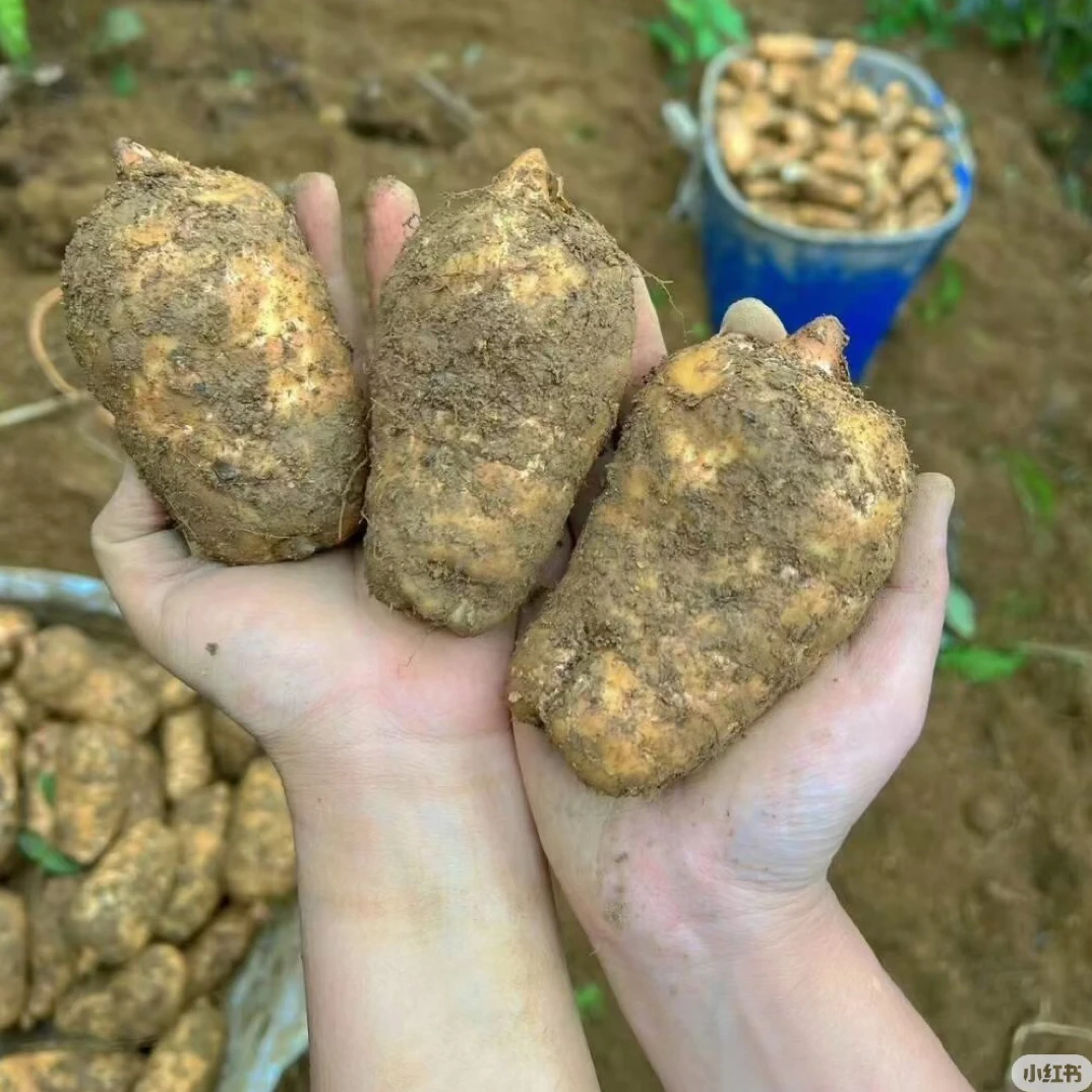 蕲春雾云山新鲜天麻现挖带泥正宗天麻可煲汤