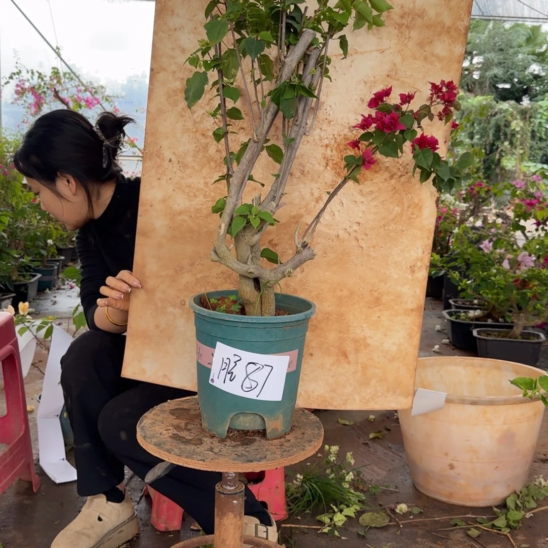 大部分花苞少量开放怡景 87脱