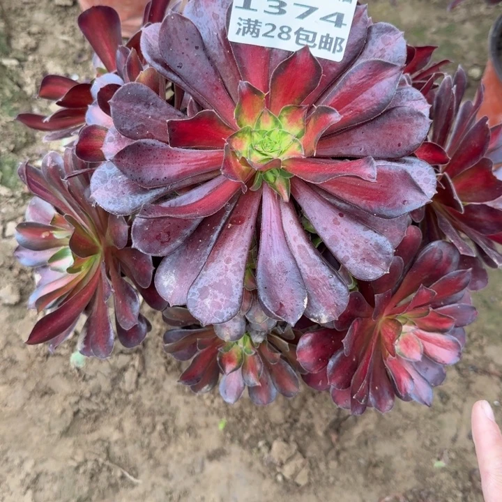 1374二号棚红日多肉C