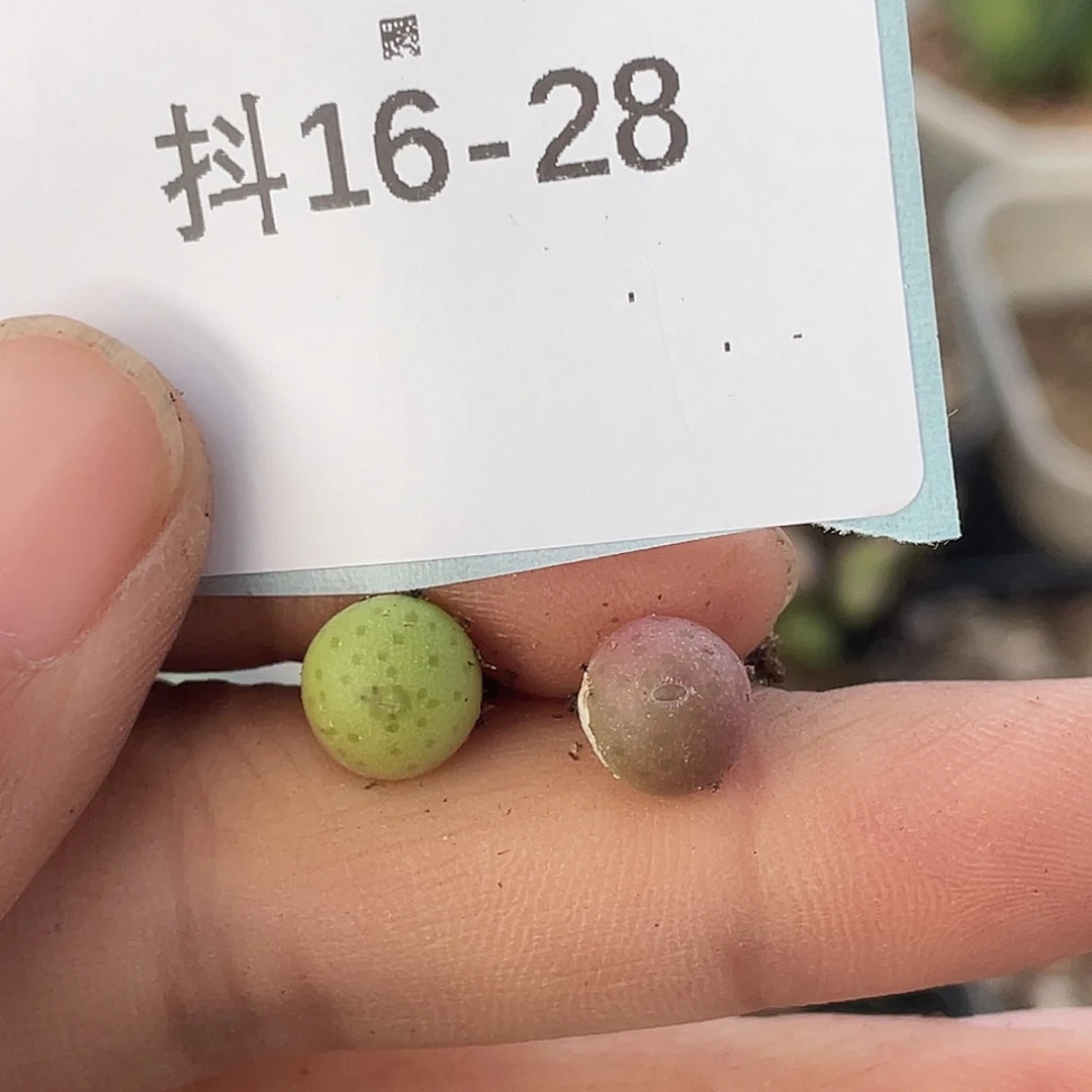 16-28肉锥多肉植物