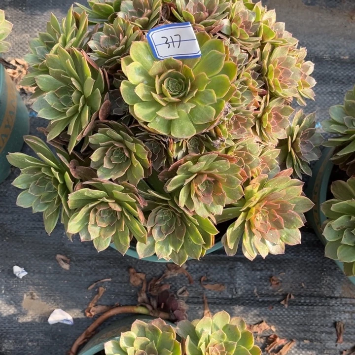 317半夏多肉植物法师