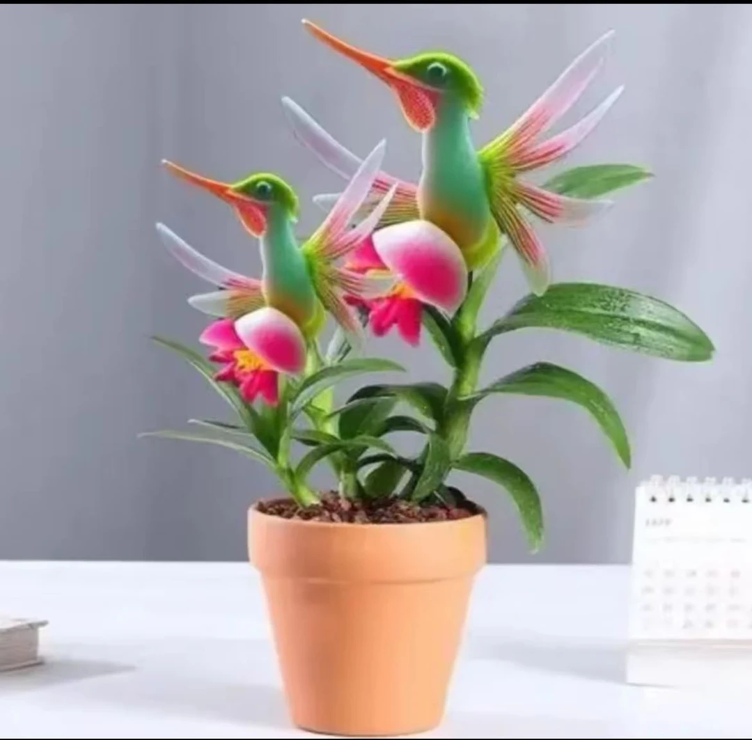 爆款热卖浓香盆栽室内清香芬芳除甲醛花