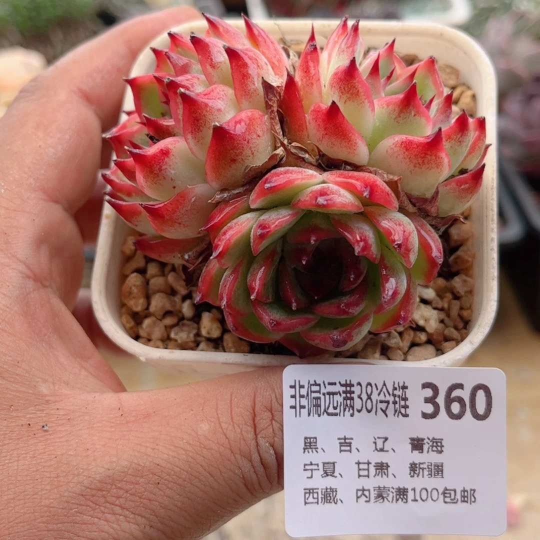 360水蜜桃德华多肉
