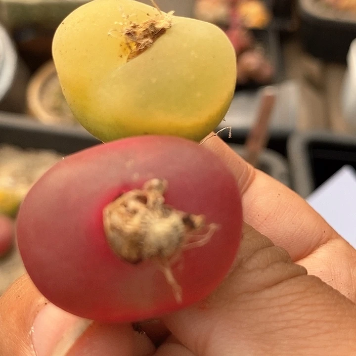 22552一组两颗