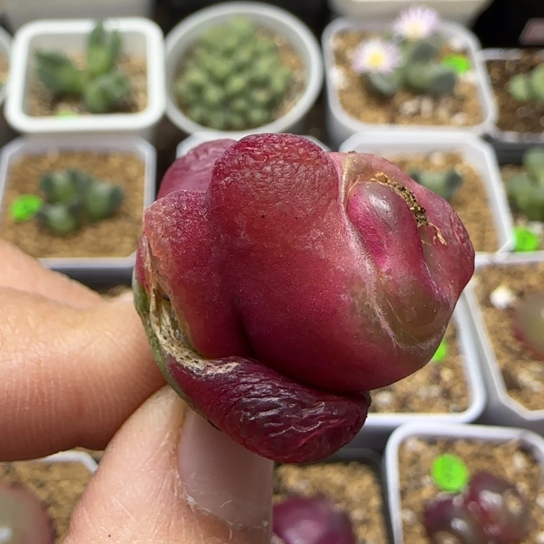 畸形2.3（多肉植物148