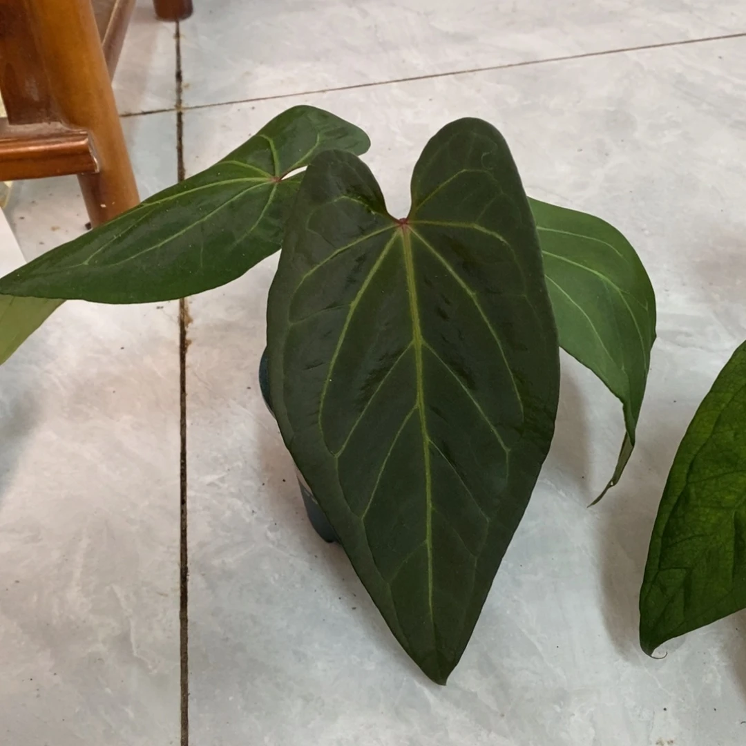 不开花植物38 Papi杂PK （活动款两颗包邮 不售后）