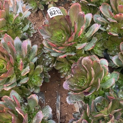 212枚金玫瑰不包断枝