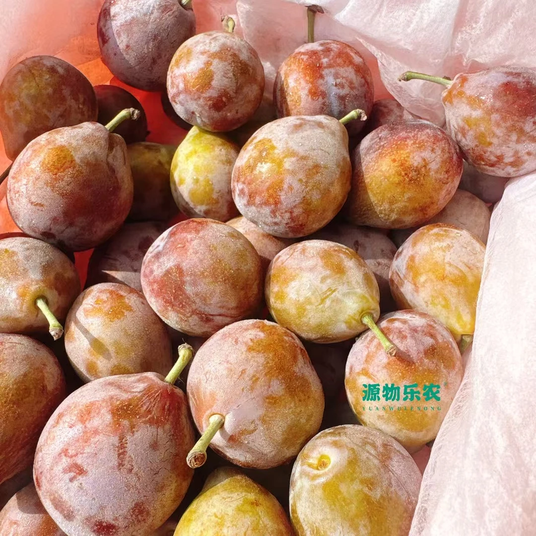 新疆伽师西梅（毛重3.8斤左右）