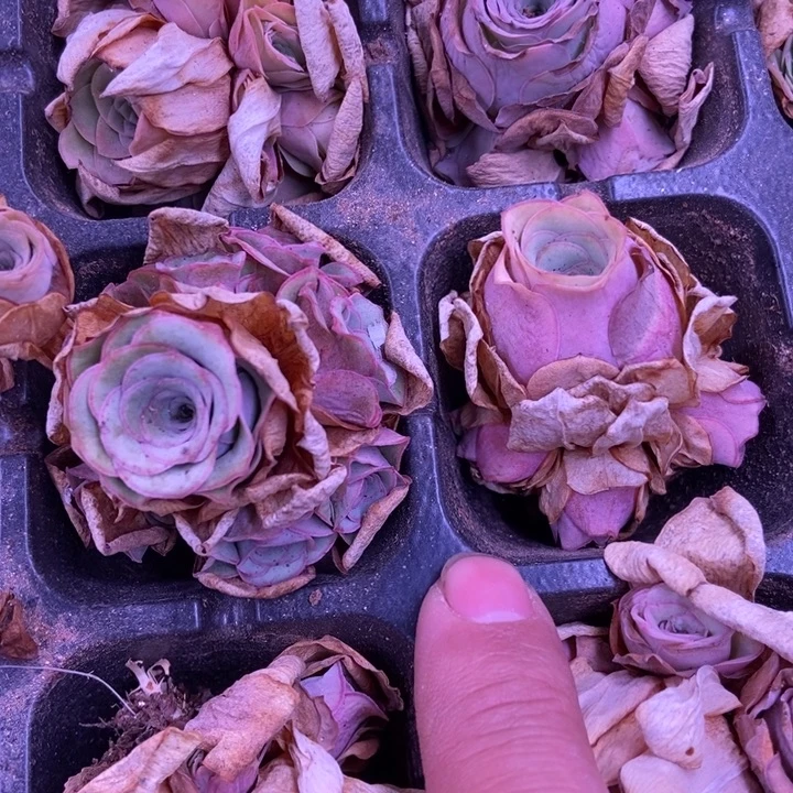 手捧花红色山地玫瑰