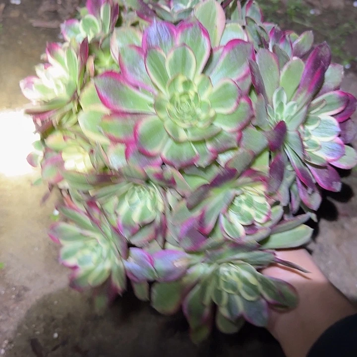 精品粉体海王捧花亏本福利27