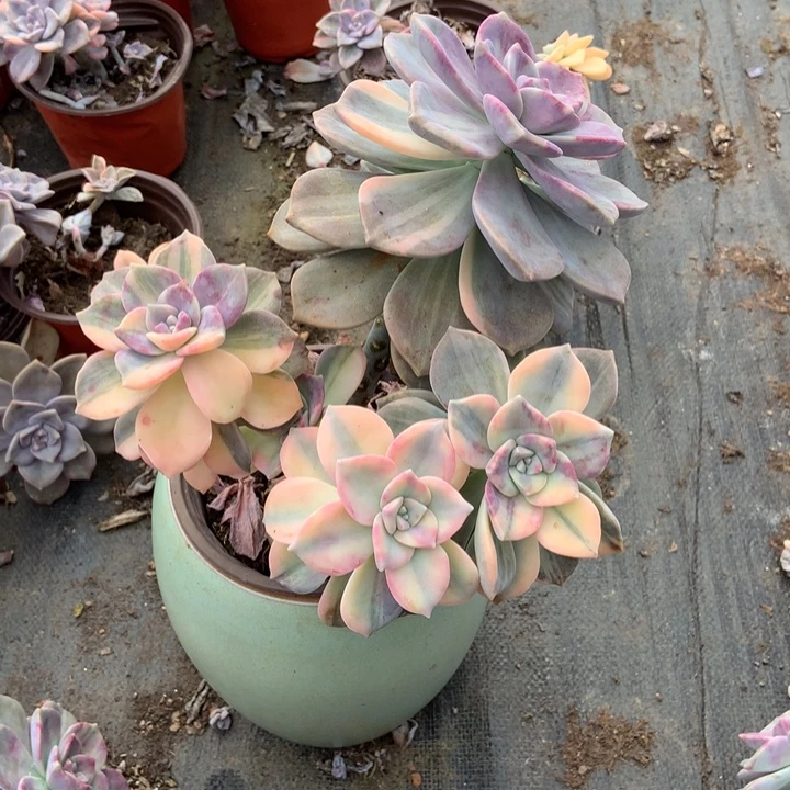 用***0紫乐锦797晓晓一物一拍冷链