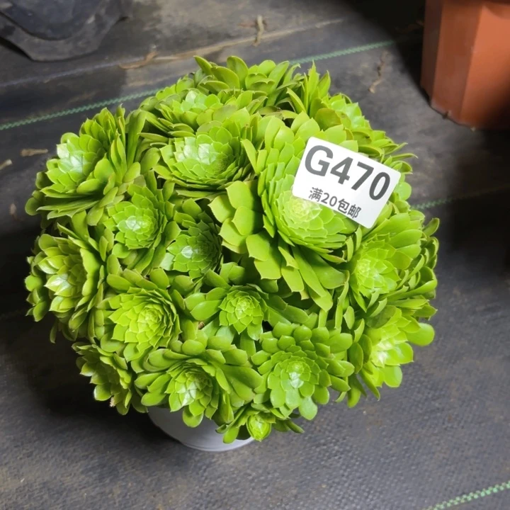 瑞妈园艺，01.28.470