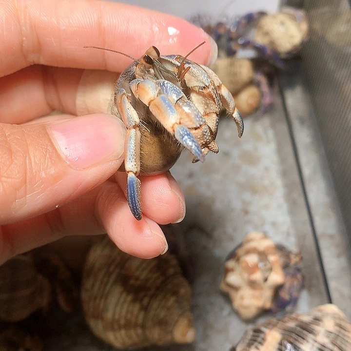海南专拍奔跑的寄居蟹