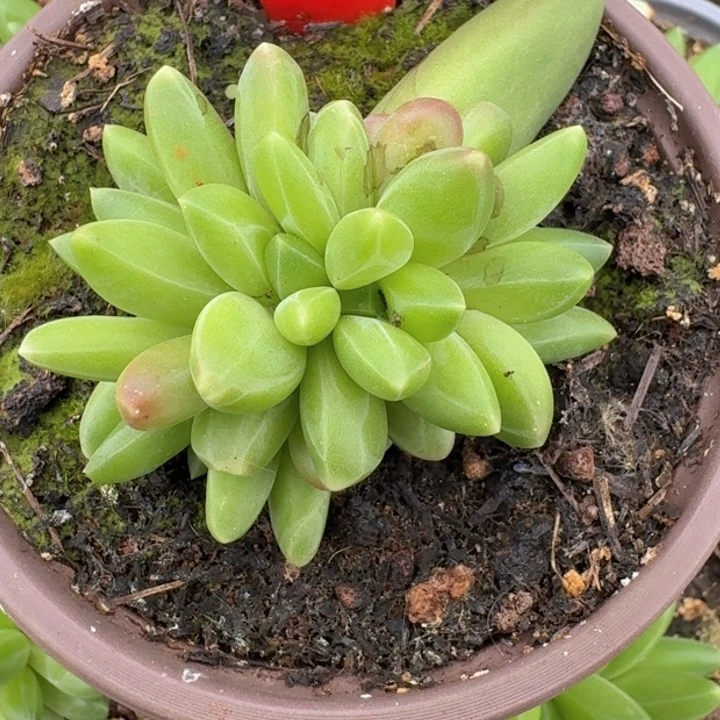 领航员520多肉植物一物一拍