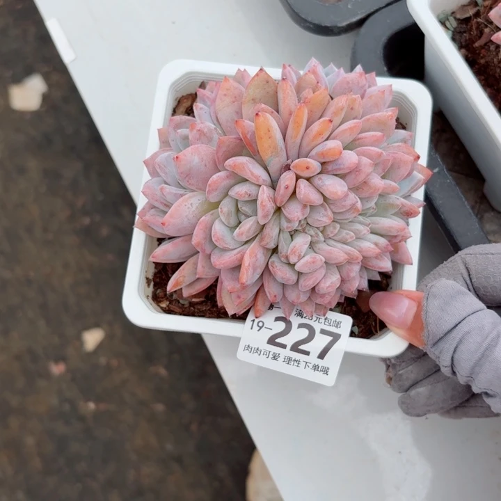 橙梦露缀化无盆土发货多肉多