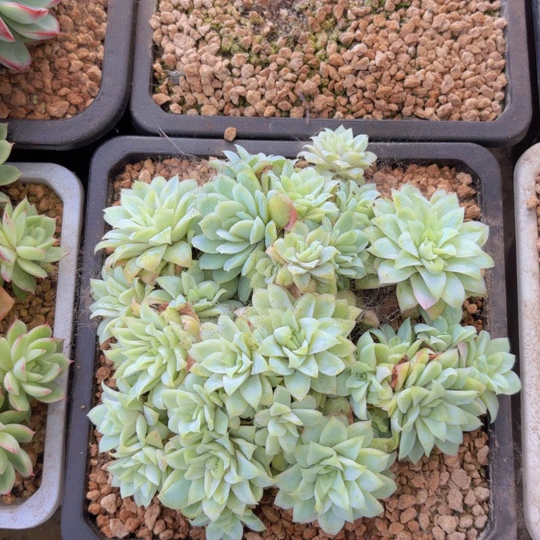 10号多肉，玫瑰女王锦