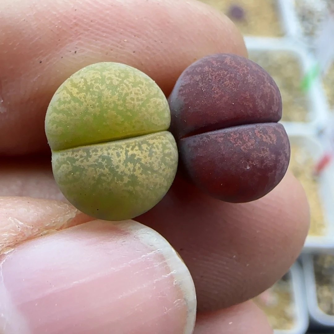 286 清框福利30包邮