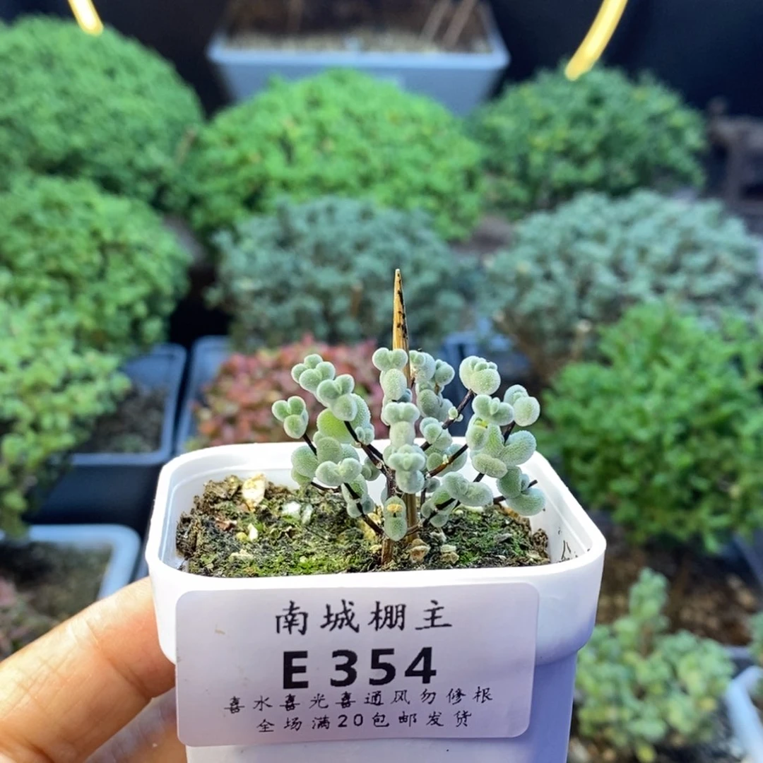 354实生优选白体莱斯