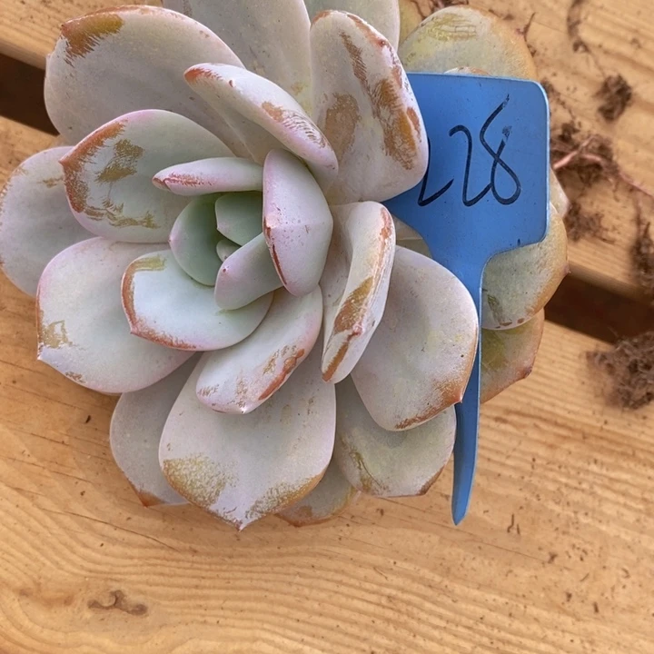 我想说我们也没见