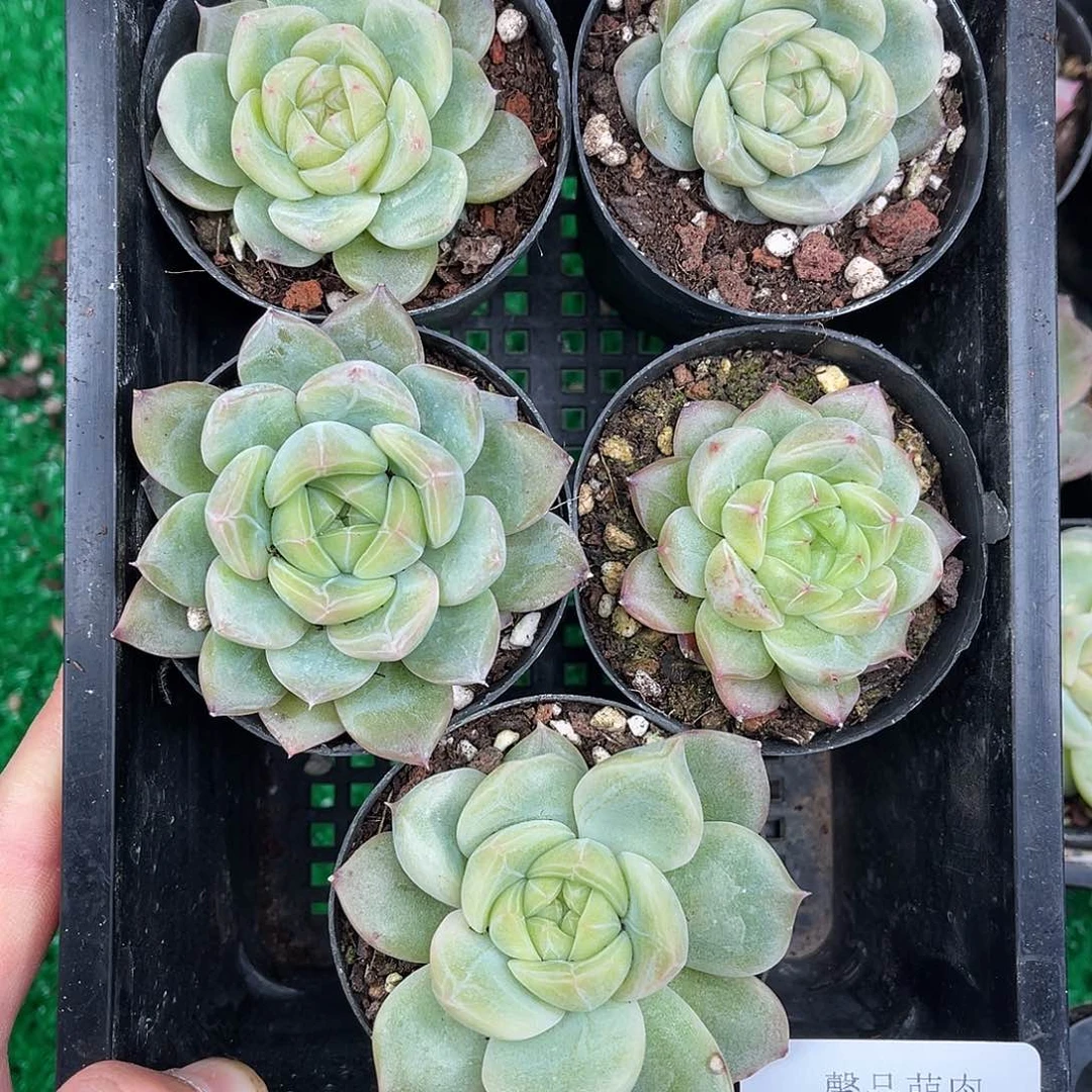 多肉一物一拍8-124