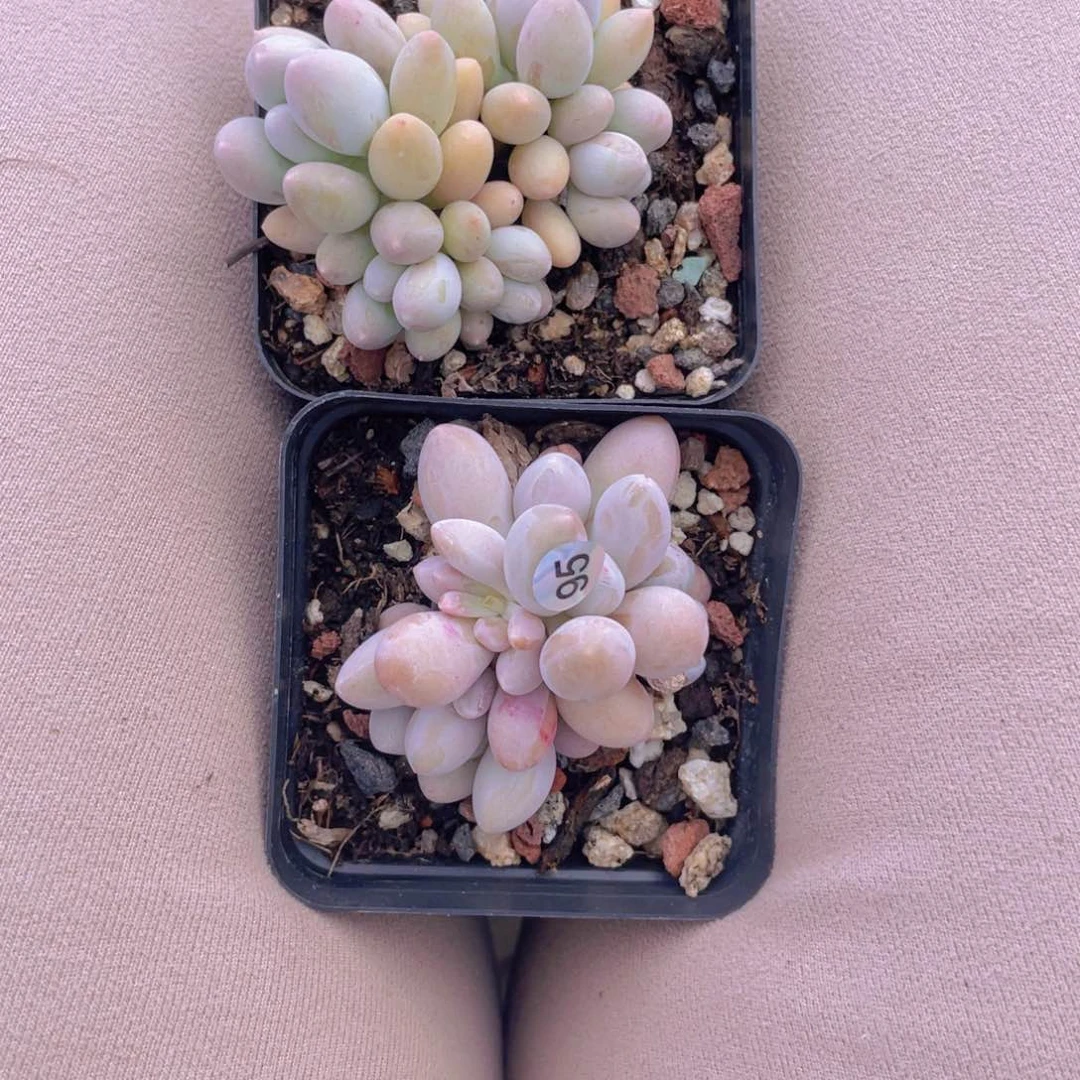 T****.多肉植物多肉植物