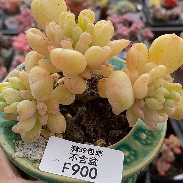 比尔盖茨老桩9cm900多肉植物