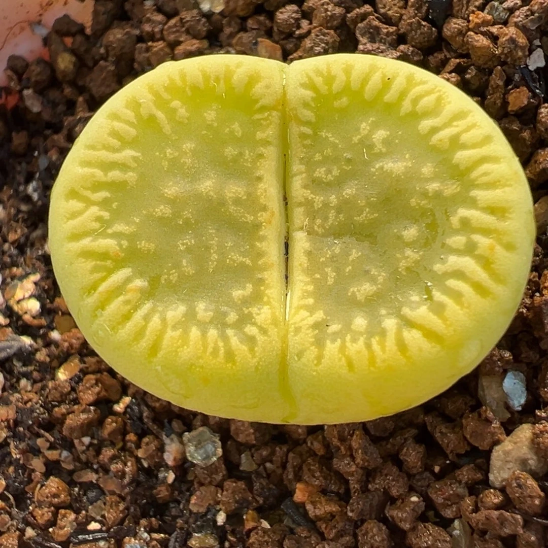 258多肉植物种类多样