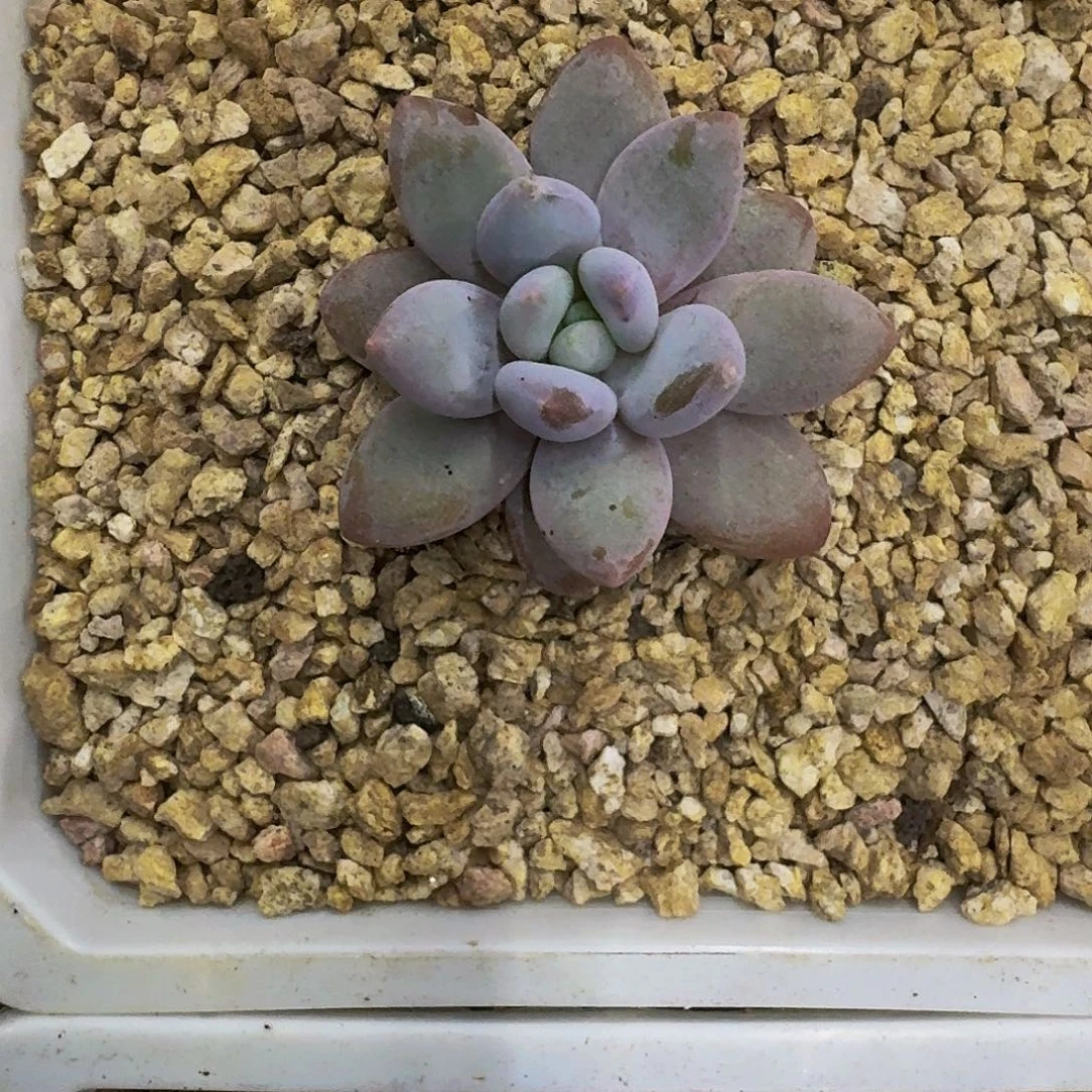 橙龙 单头 一物一拍