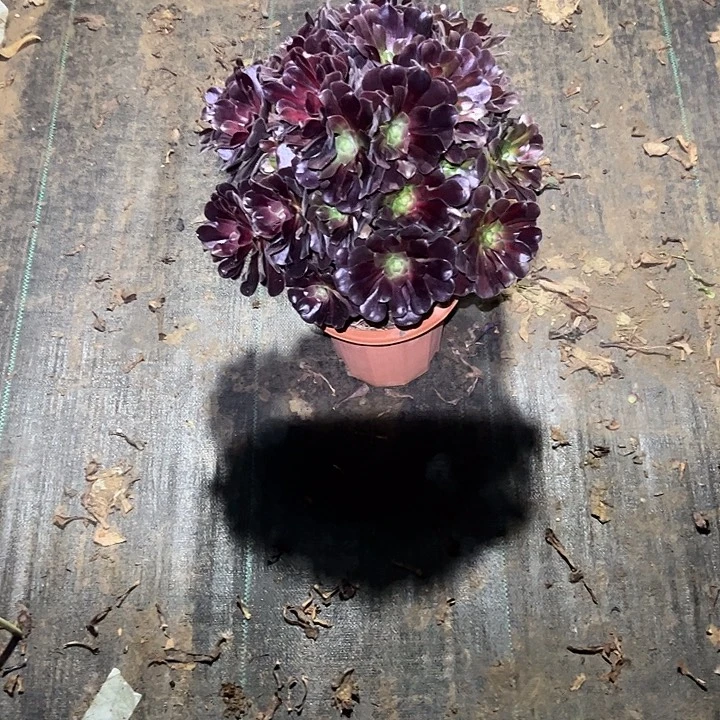 爱***艺不包侧枝一物一拍74