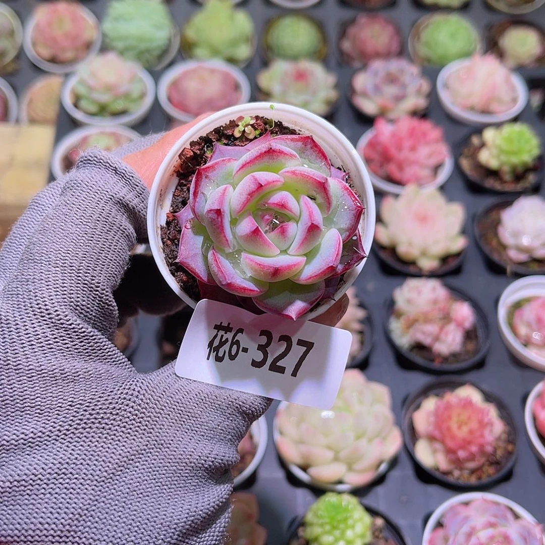 花06-327女王单头