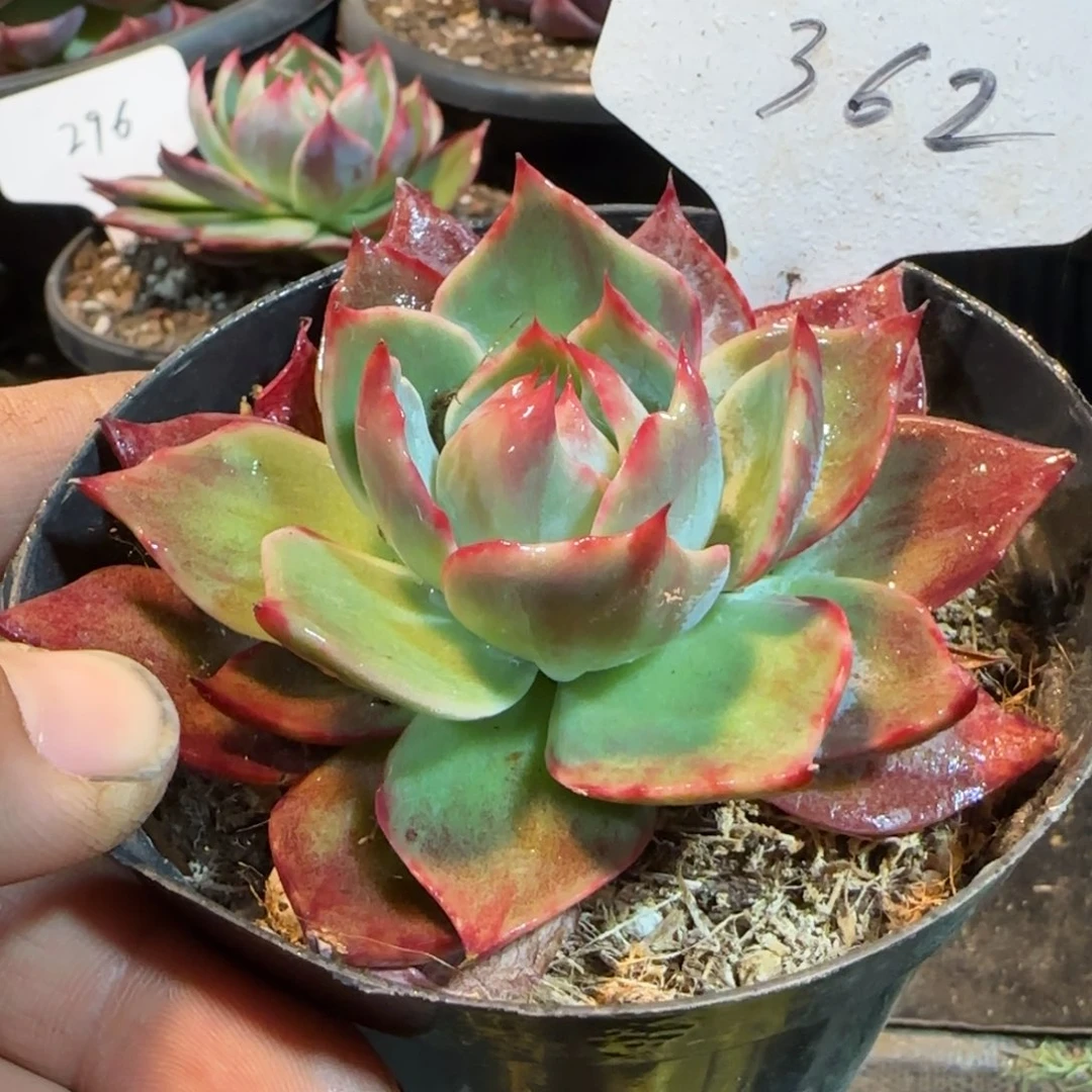 惊鸿一物一拍包装收缩花362