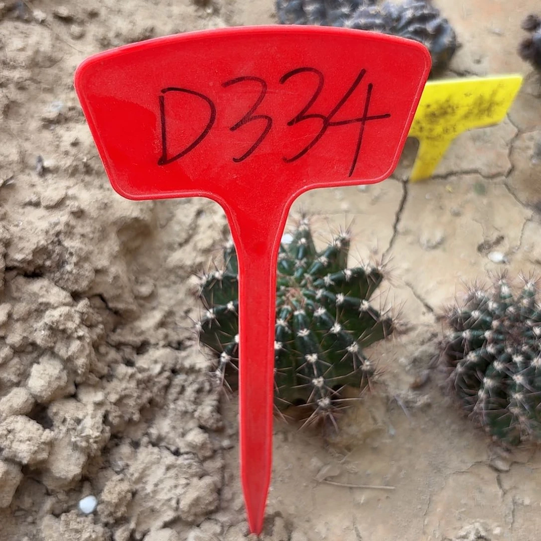 玫***D334,梅子瑕疵歪头