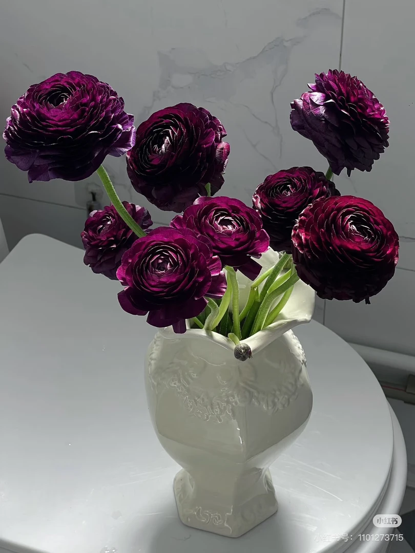 【花甜悦夏优选】黑天鹅洋牡丹（一支不售后3个订单冷链4个空运）