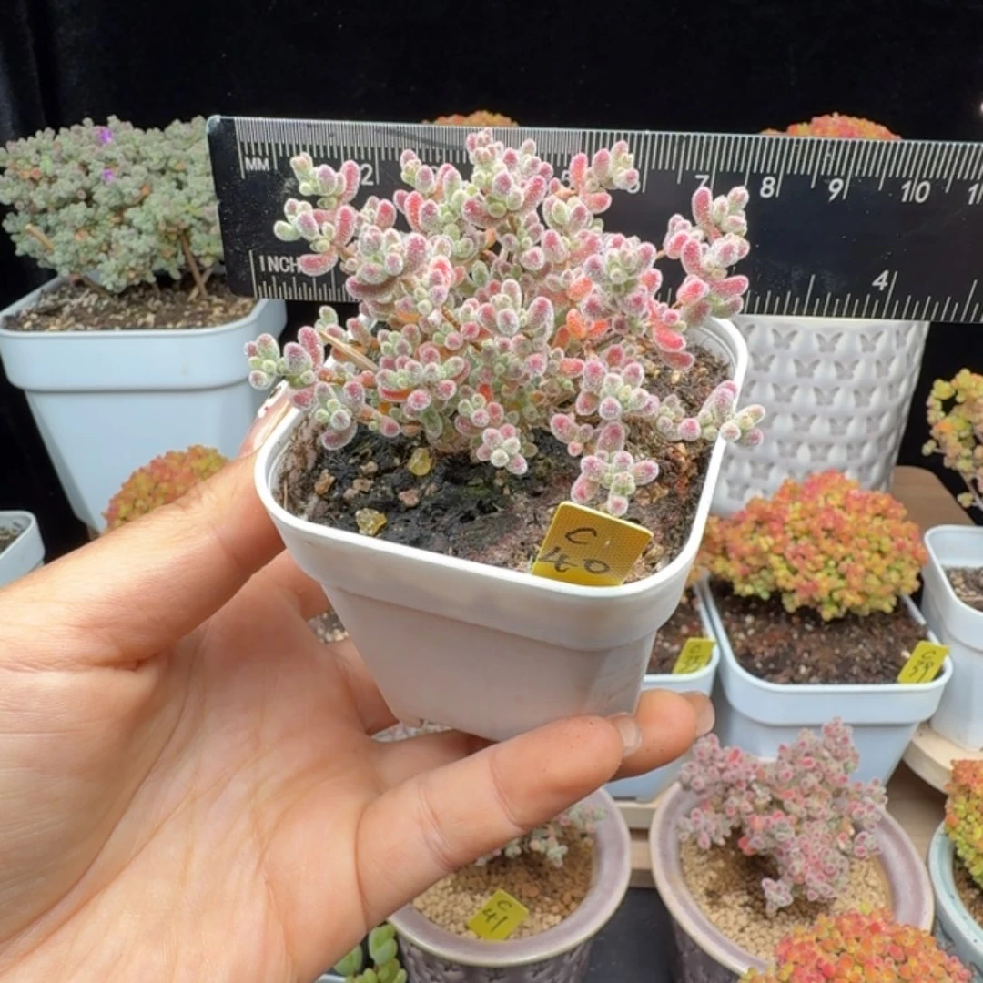 明***猪c40号点赞福利冰晶