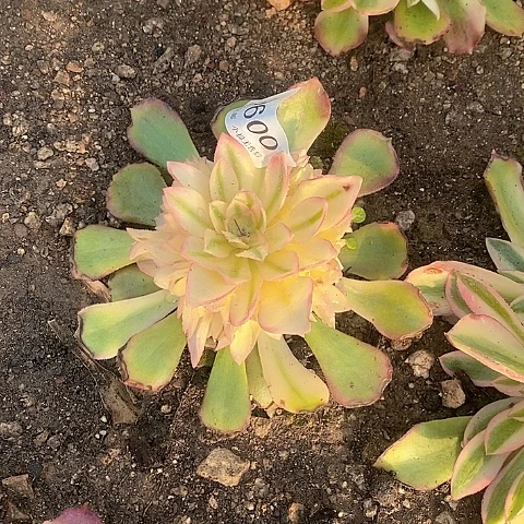 600香妃多肉法师锦