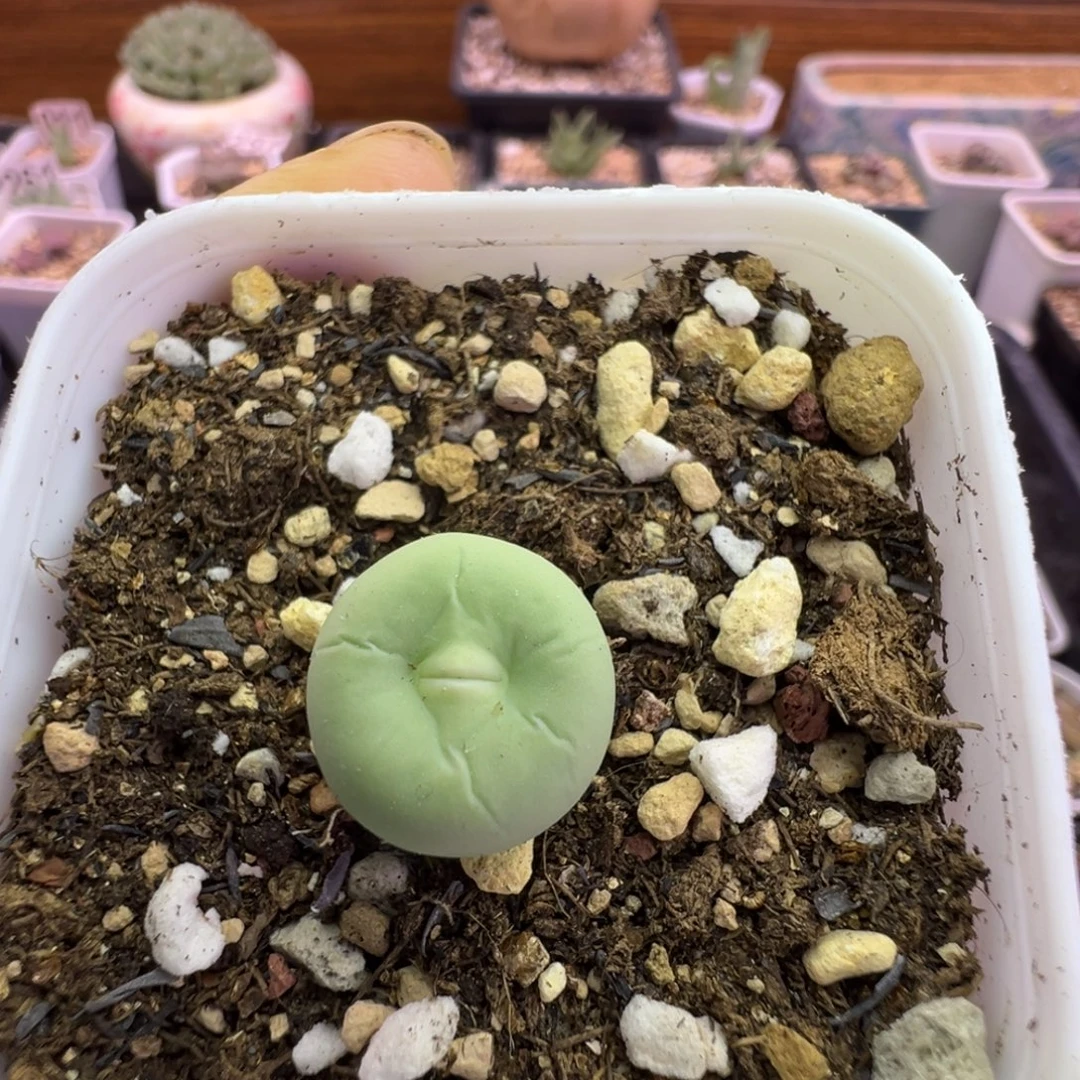 216号嘴尺寸1.3福利特