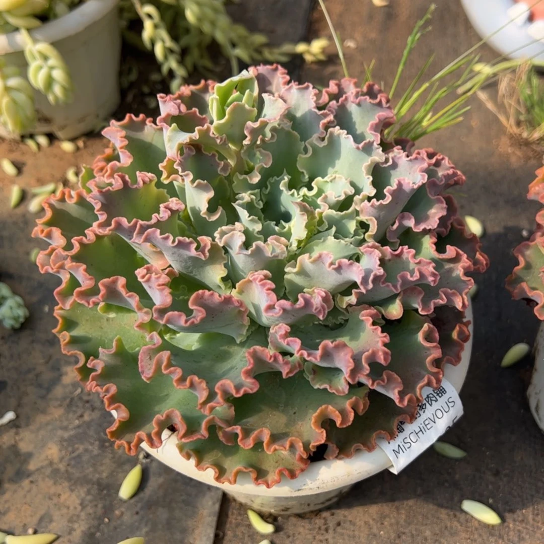 婚纱大单头冠幅18+左右