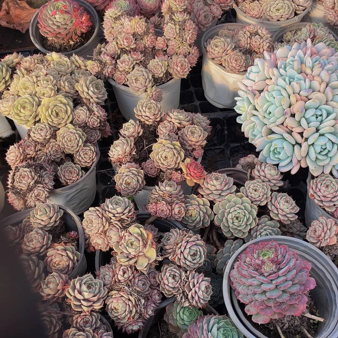 笨吧第二单随单多肉10米特价