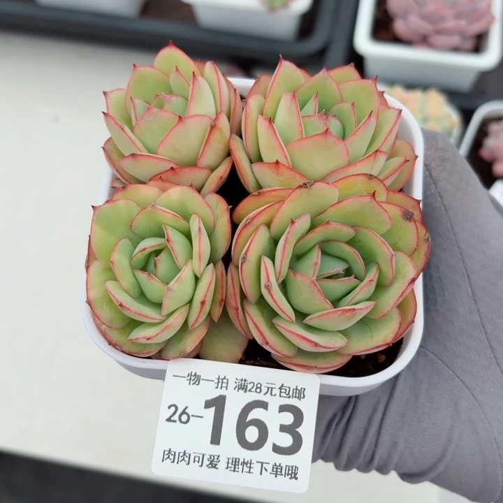牡丹亭多肉无盆土发货无盆