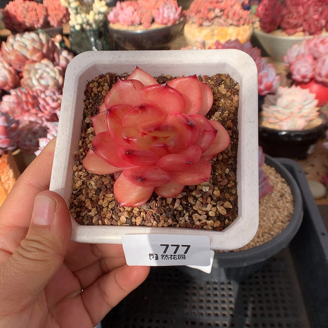 777 梦露香奈尔多肉植物一物一拍