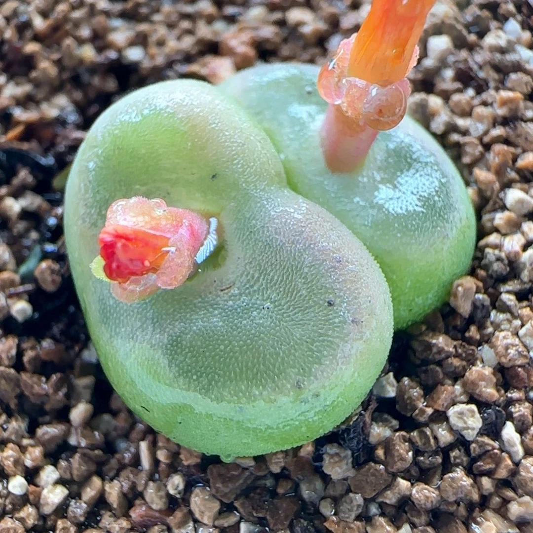 0387/双头水晶鞋/