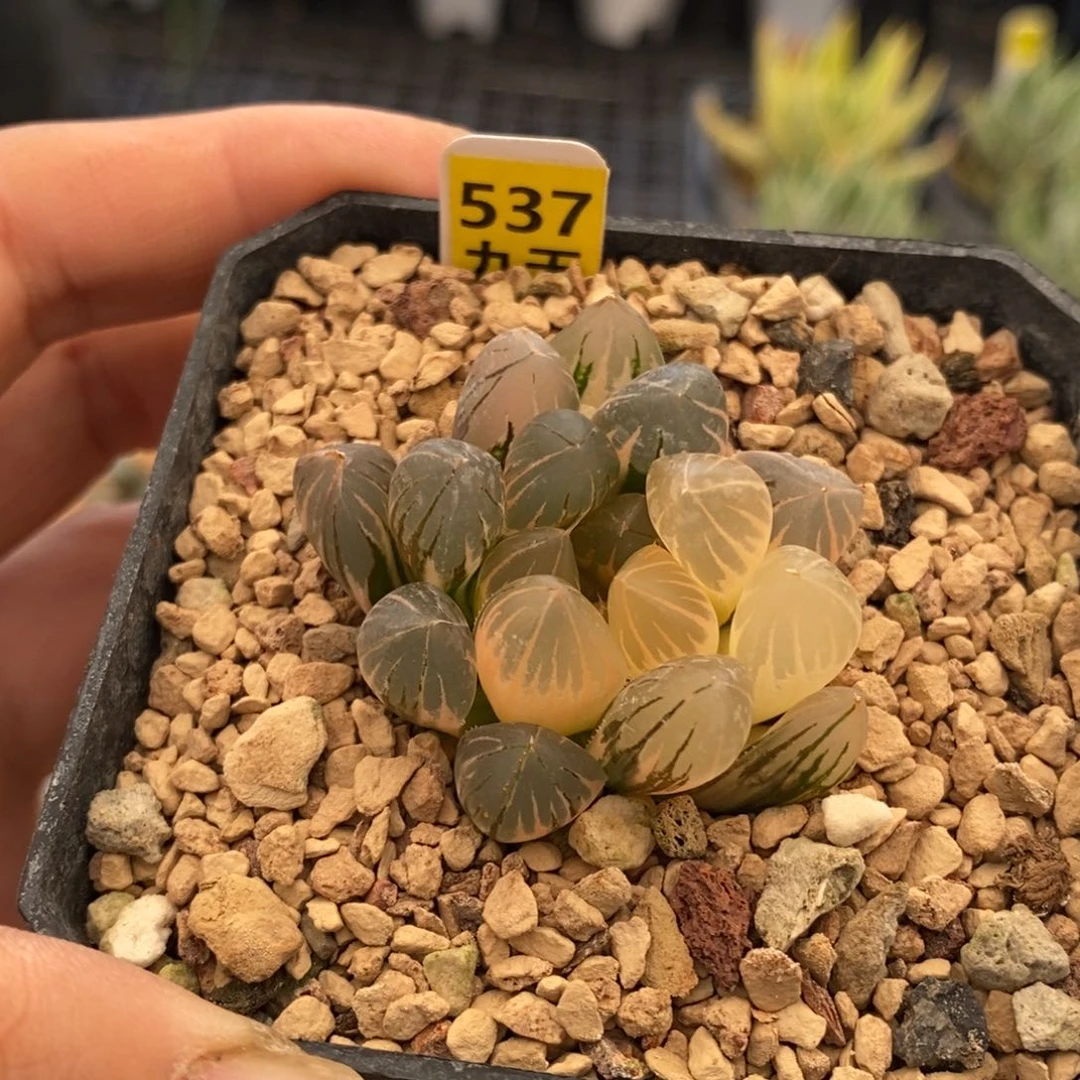 537号霓虹灯玉露锦带盆