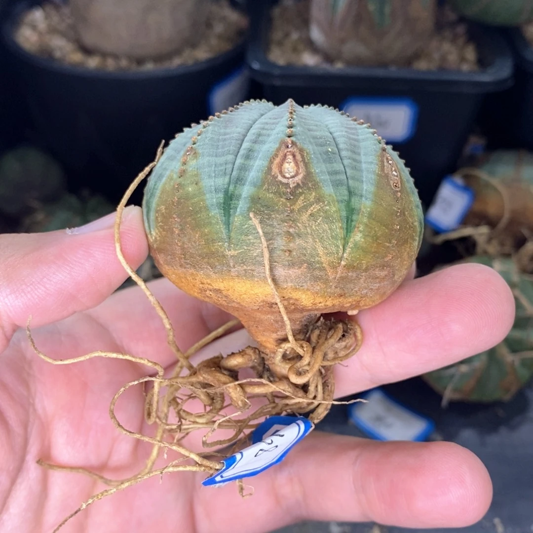 25 欧系实生布纹球多肉植物