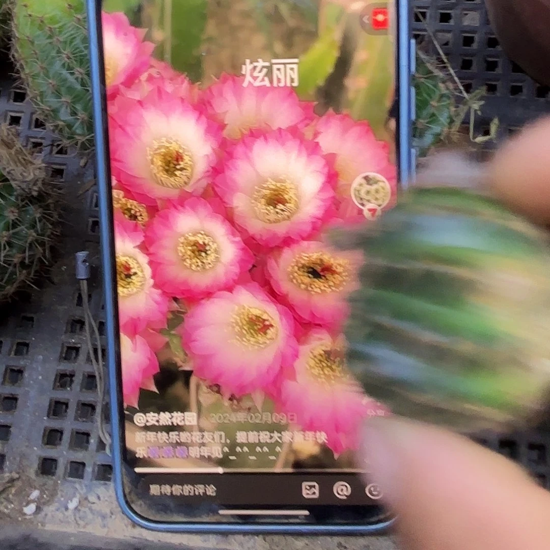 炫丽无根侧牙瑕三公分11